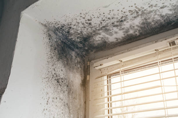 Affordable Mold Cleanup solutions in Bristow, VA